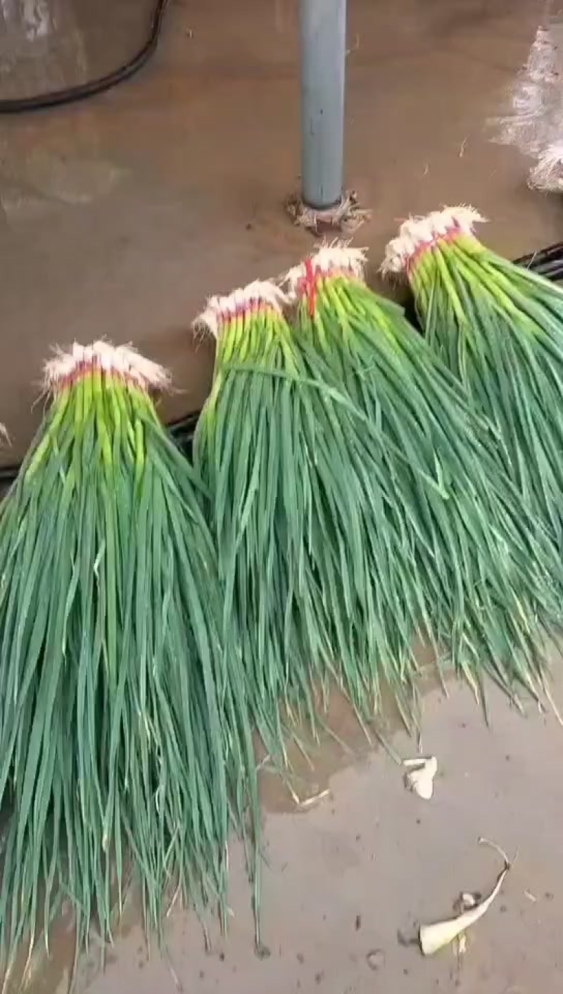 甘肃精品一点红蒜苗上市需要的留言。