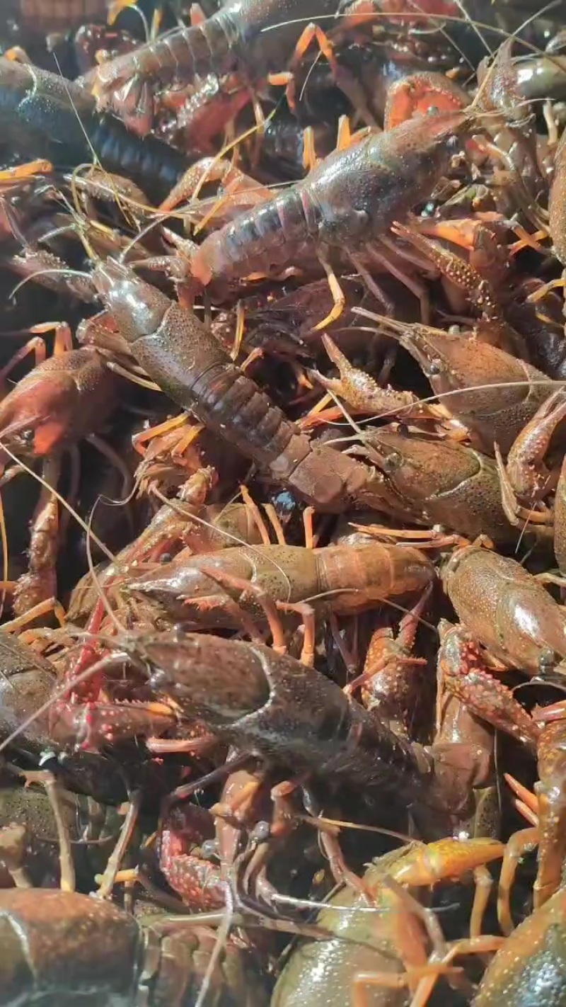 小龙虾