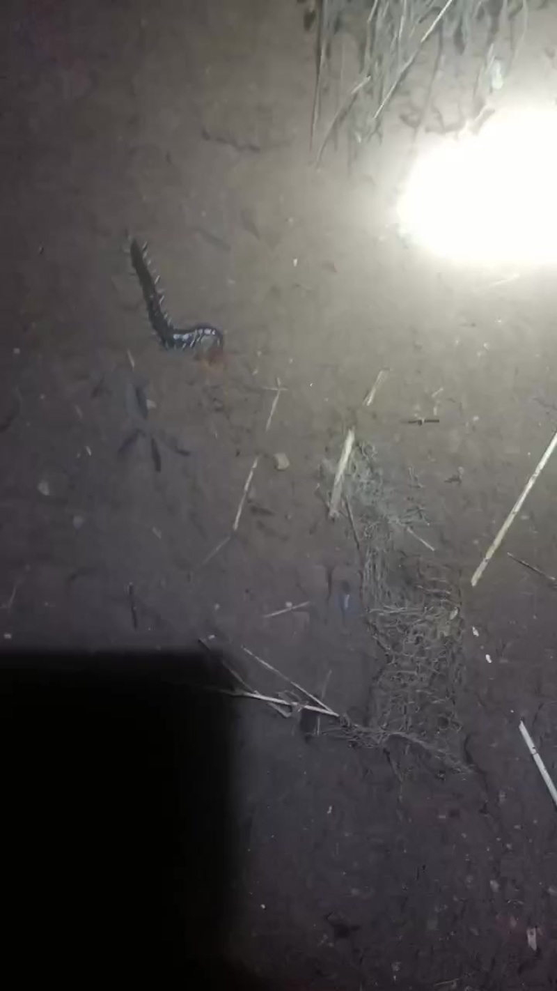 蜈蚣