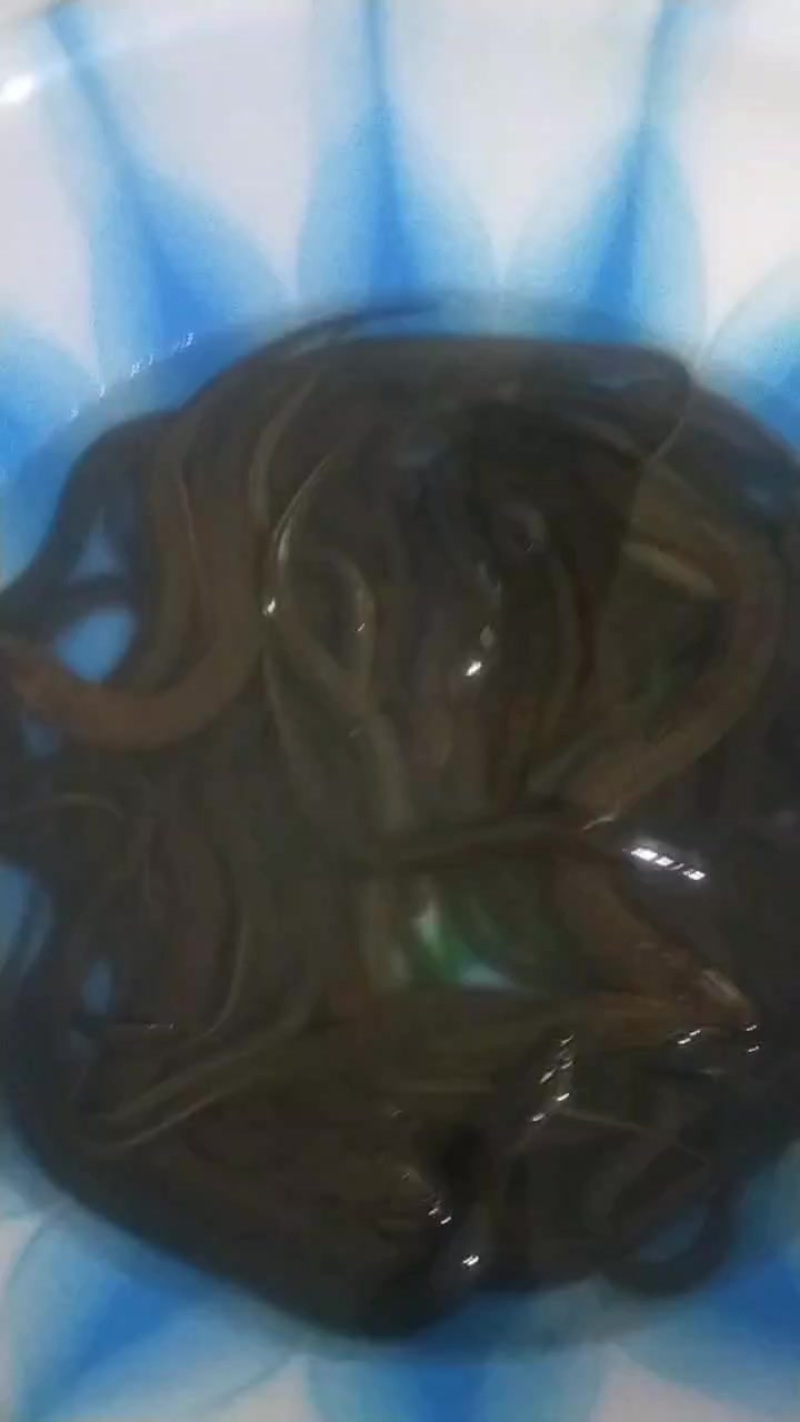 黄蟮