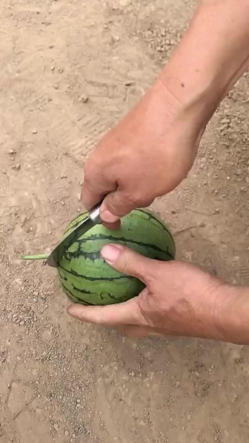 陕西蒲城西甜瓜