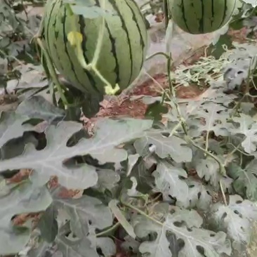陕西蒲城西甜瓜