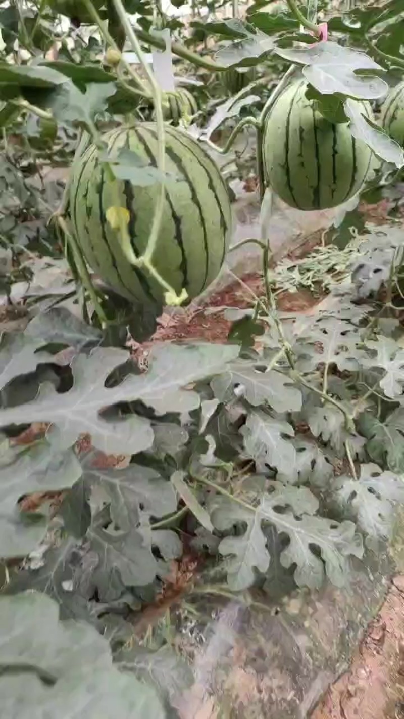 陕西蒲城西甜瓜