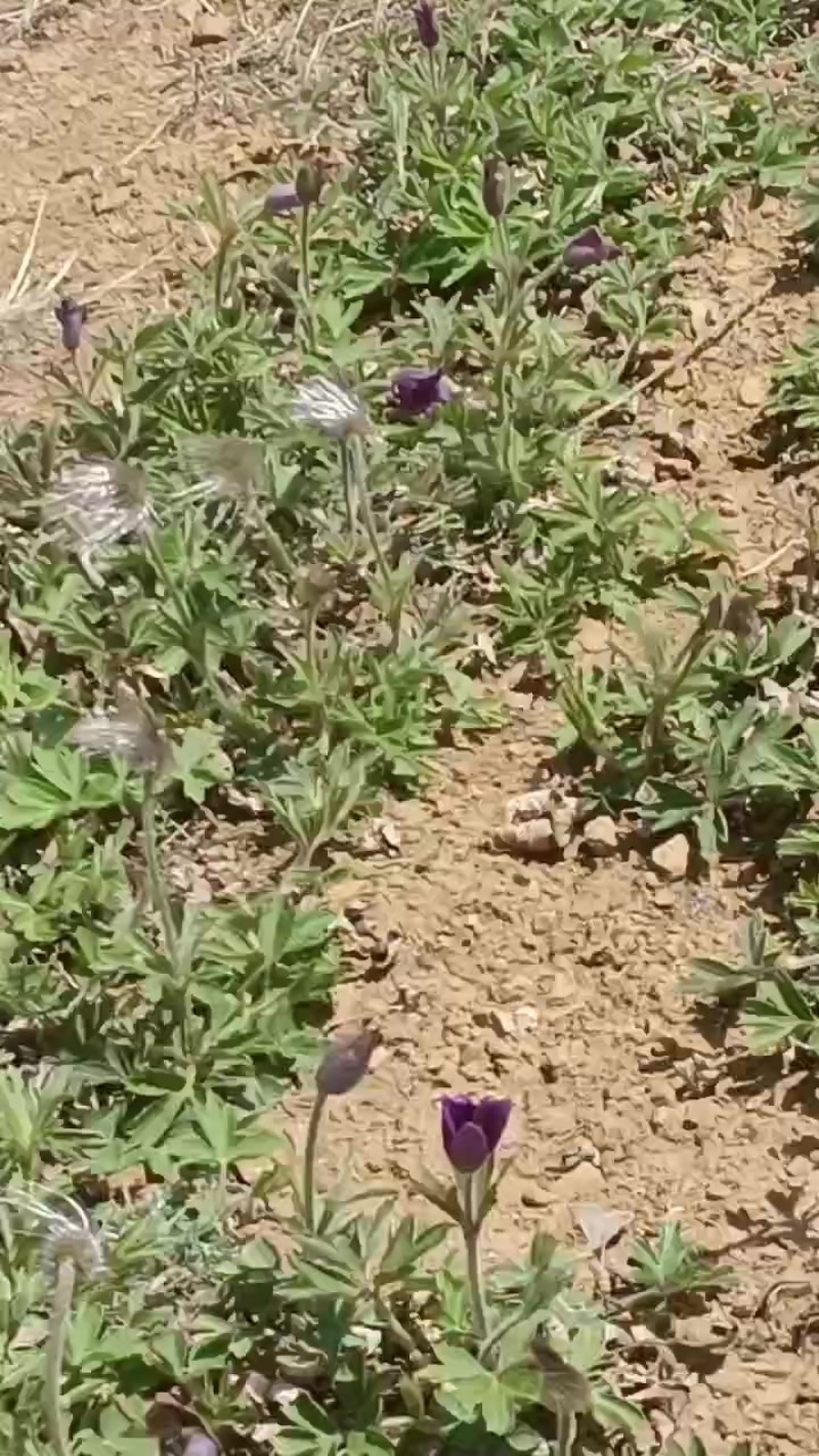 白头翁种苗开花了