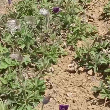 白头翁种苗开花了