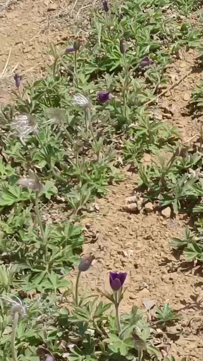 白头翁种苗开花了