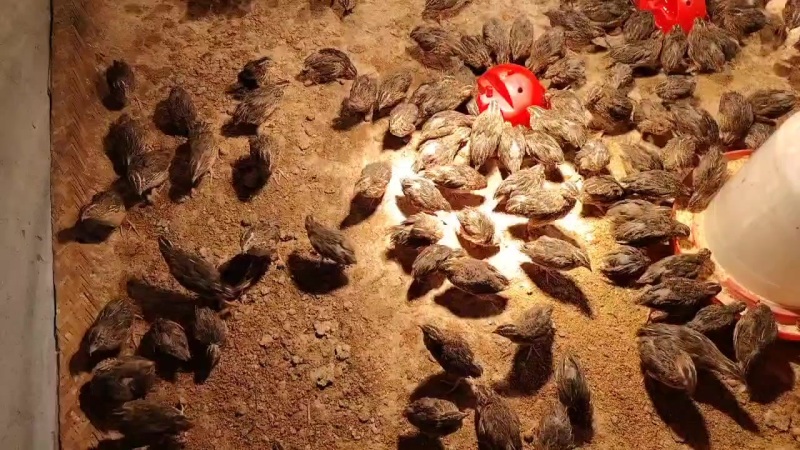 肉鹌鹑