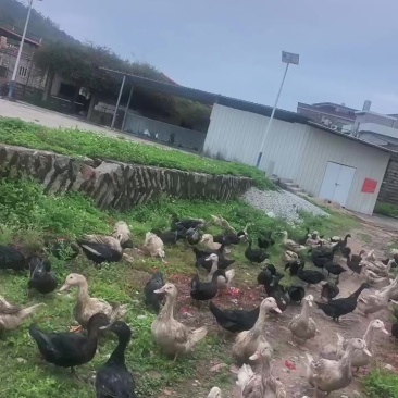 半番鸭