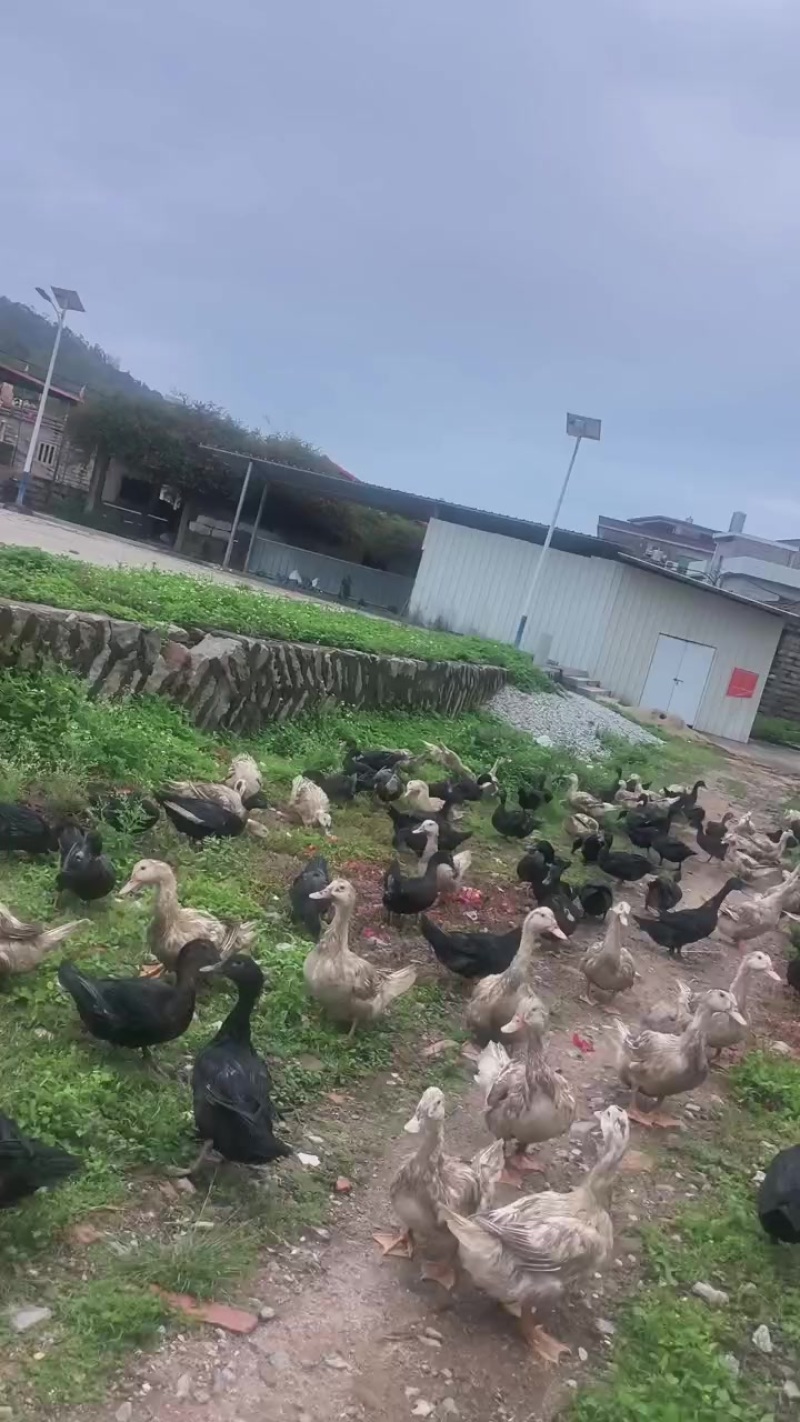 半番鸭