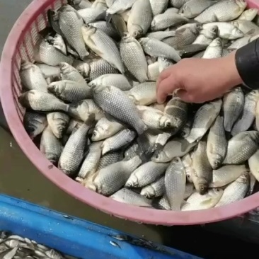 常年出售活体鲫鱼，饲料死鲫鱼
