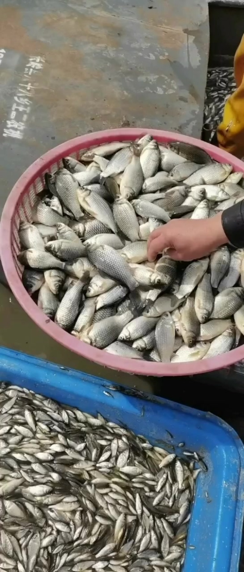 常年出售活体鲫鱼，饲料死鲫鱼