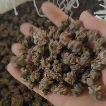 猫爪草，