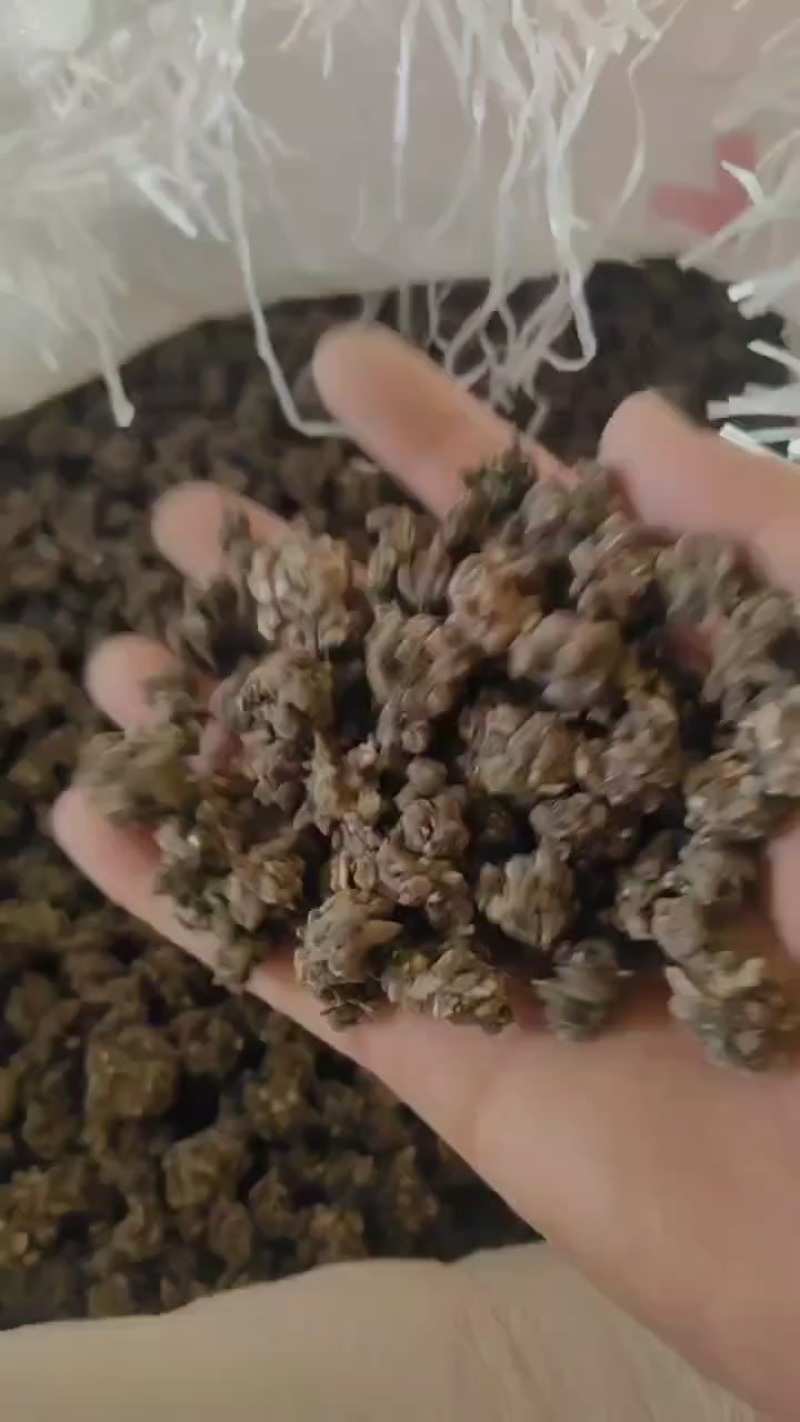 猫爪草，