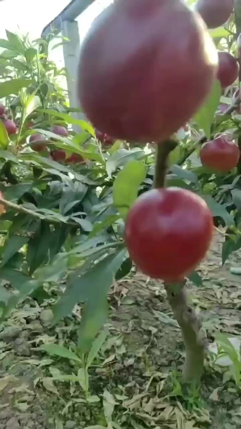 早油桃