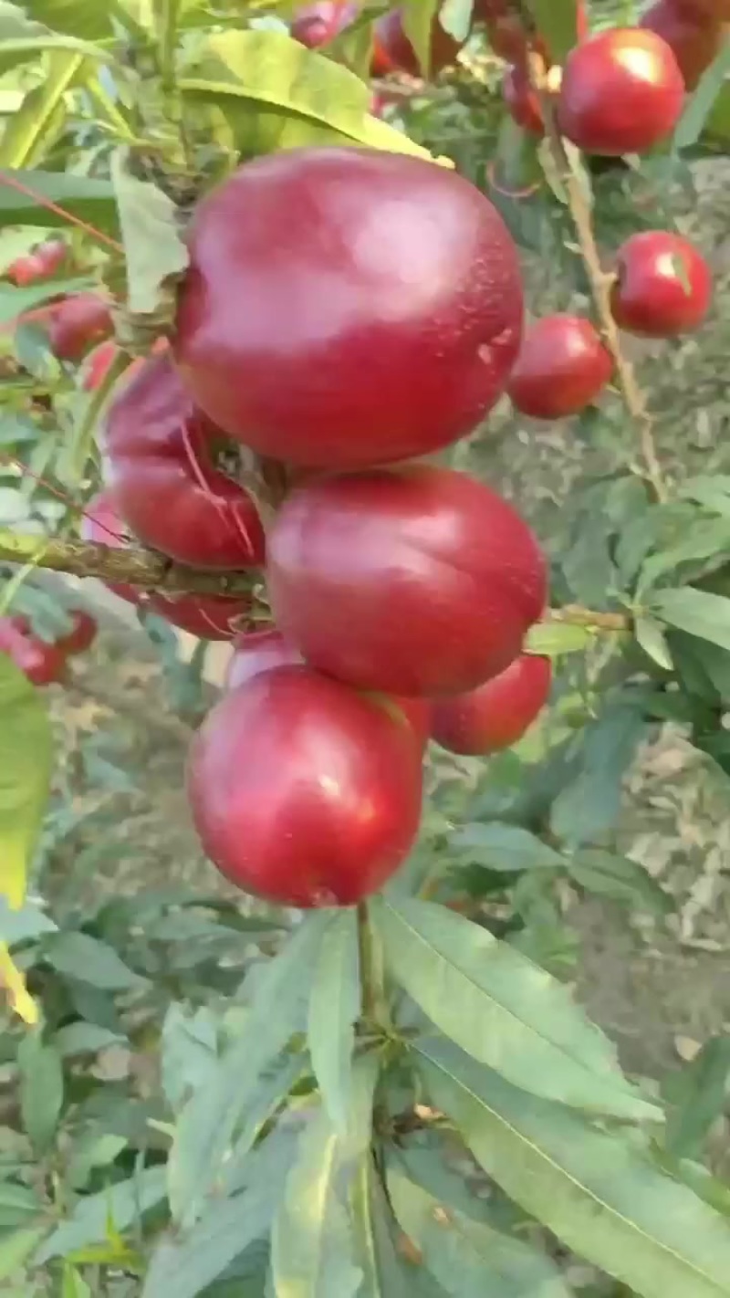 早油桃