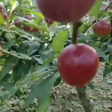 早油桃