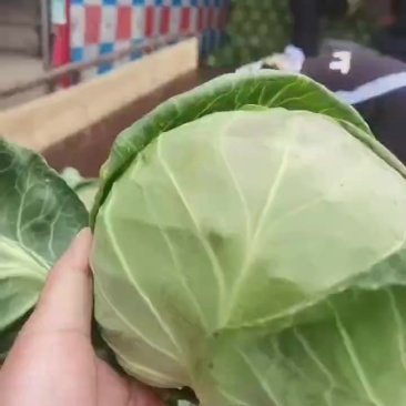 精品甘蓝