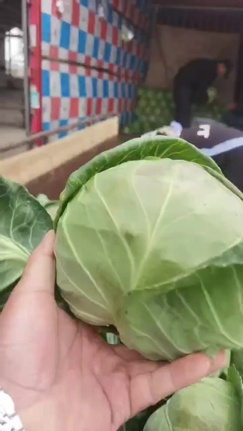 精品甘蓝