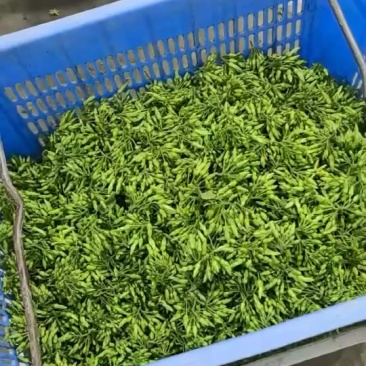 夜香花