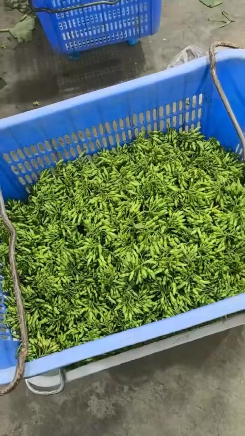 夜香花