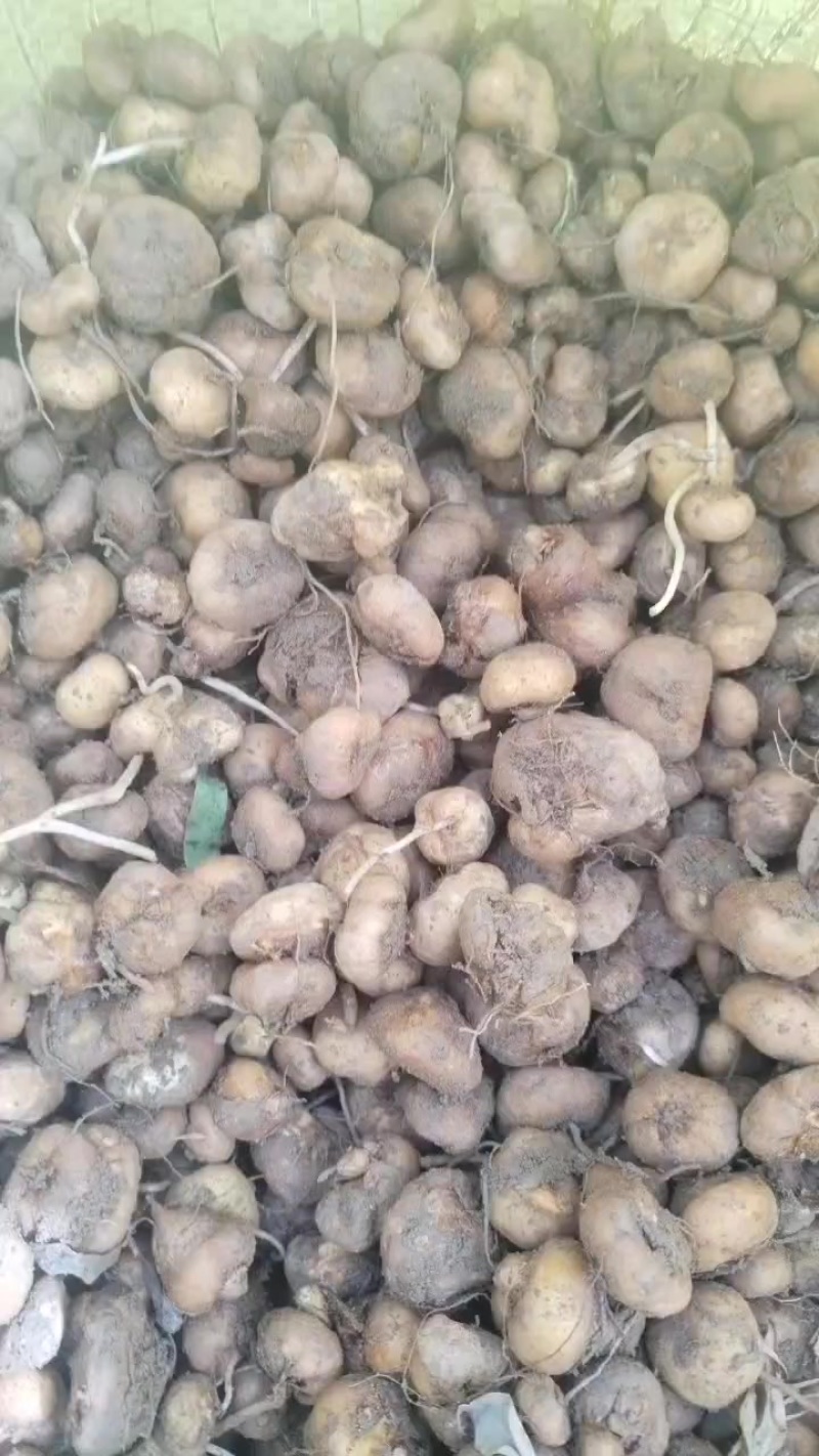 元胡～延胡索～鲜货地头正在大量采挖，大量有货