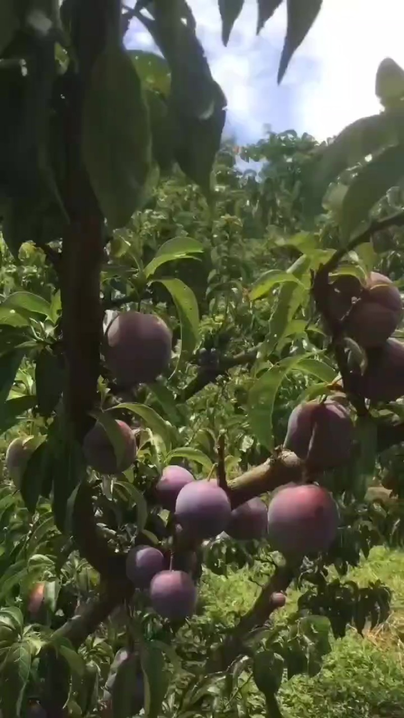 精品五月脆