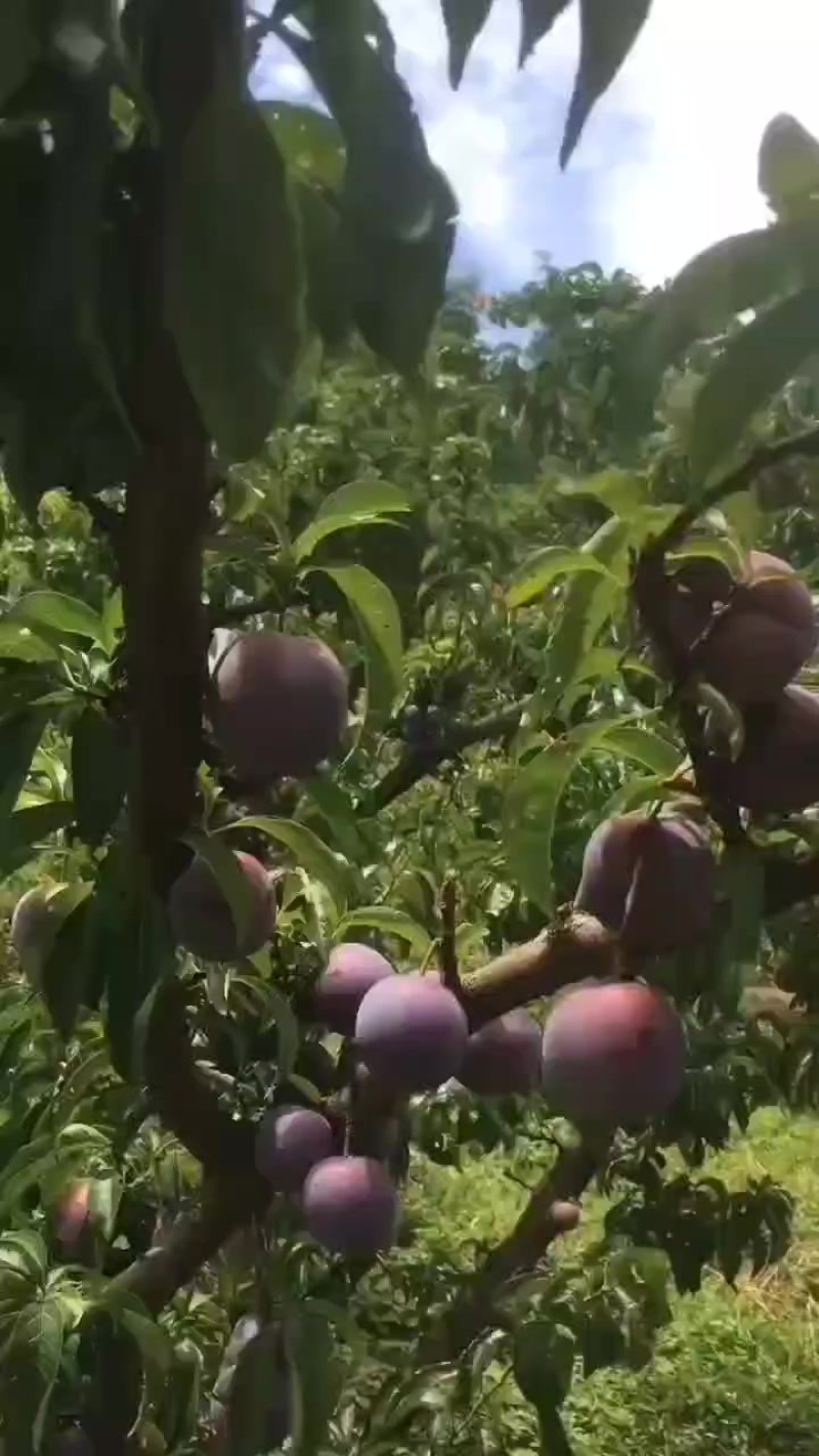 精品五月脆