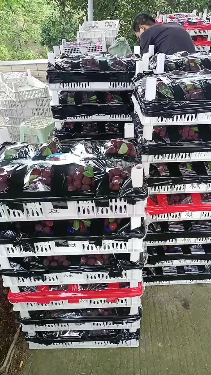 杨梅代办，一手批发，3000斤起代