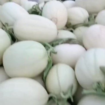 东方蜜