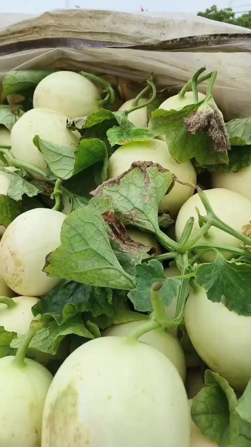 东方蜜