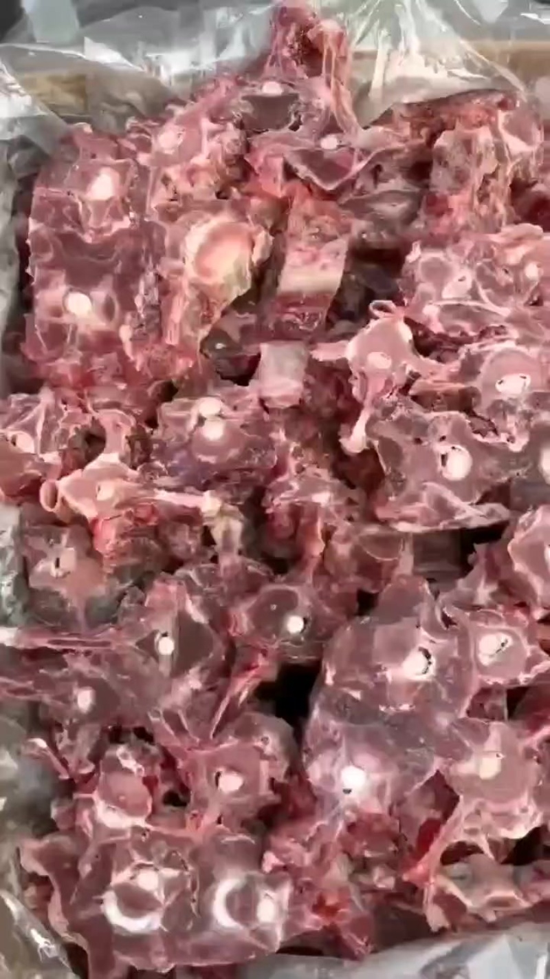 福利羊蝎子