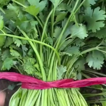 大叶香菜大降价
