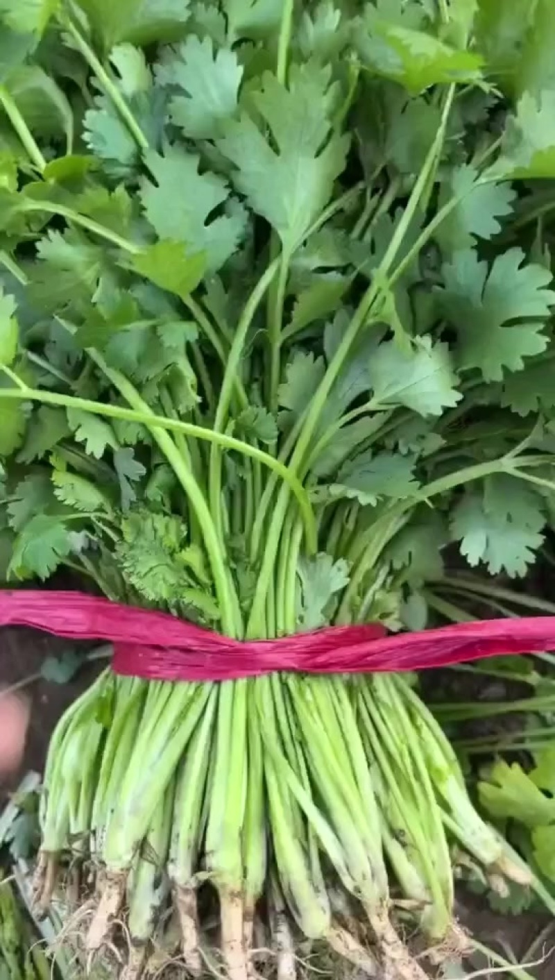 大叶香菜大降价