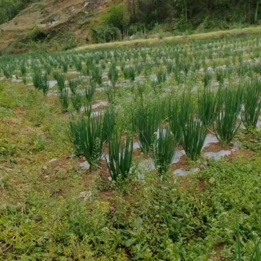 小香葱，没打过农药！