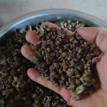 猫爪草家种水洗两遍，统货都有！