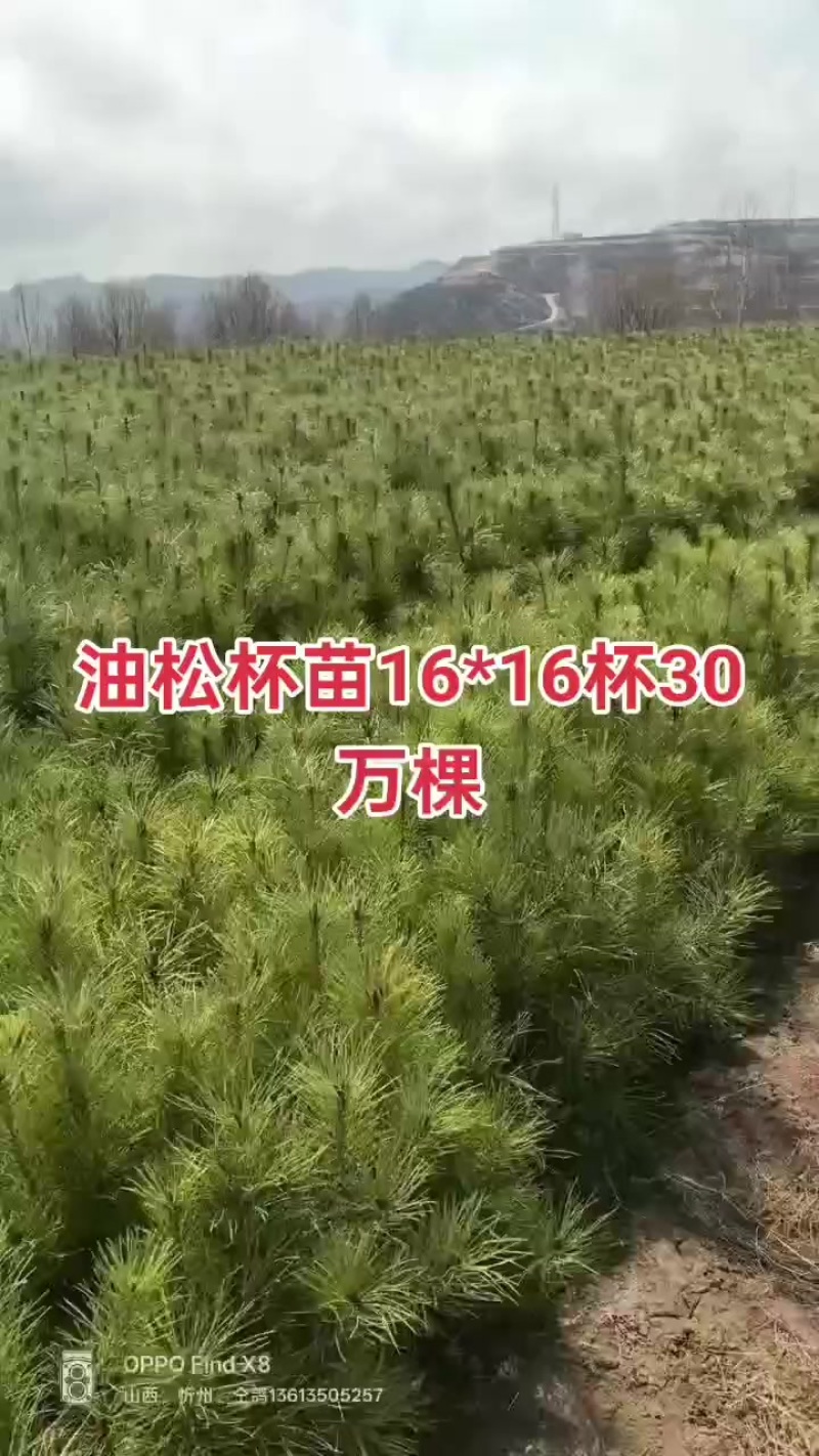 杯苗油松16*16杯