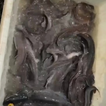 流动水埃及老口