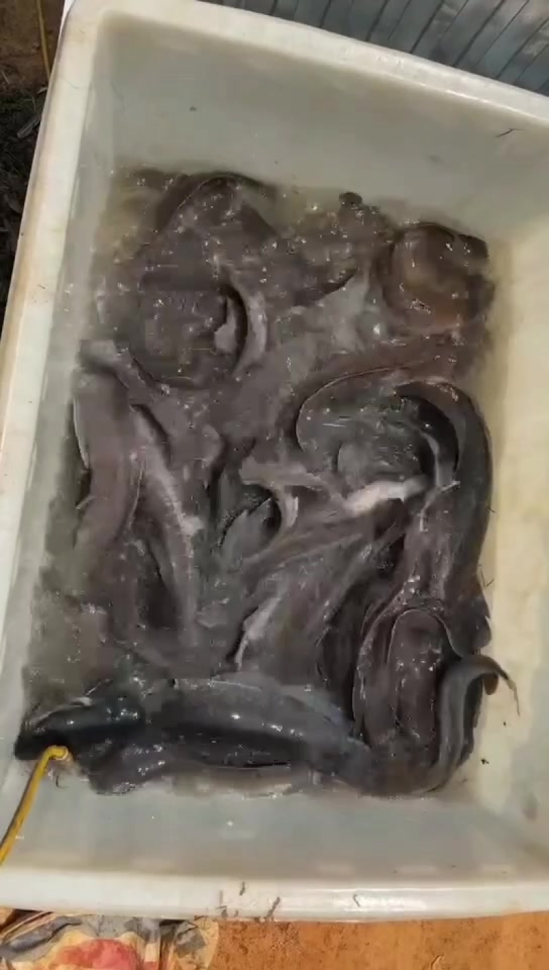 流动水埃及老口