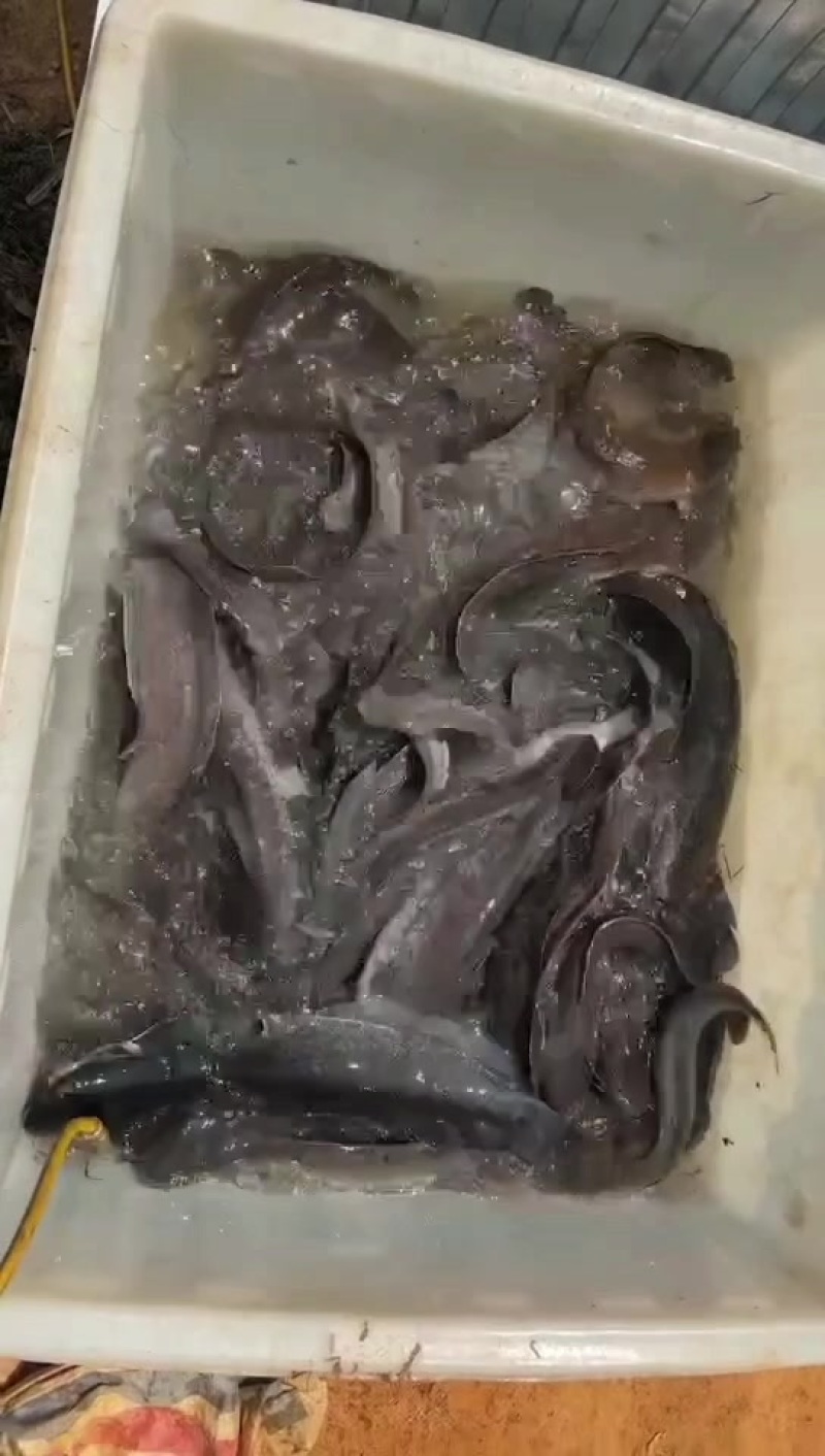 流动水埃及老口