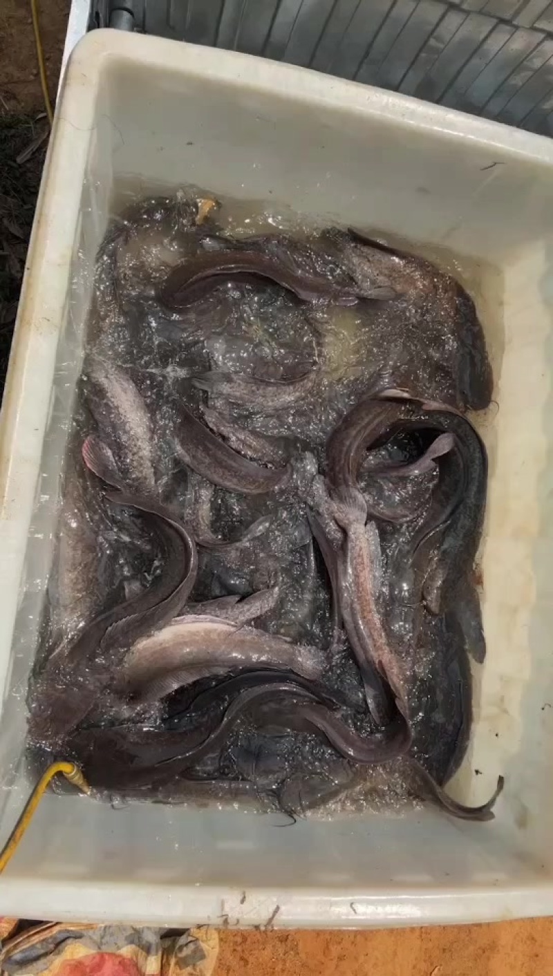 流动水埃及老口