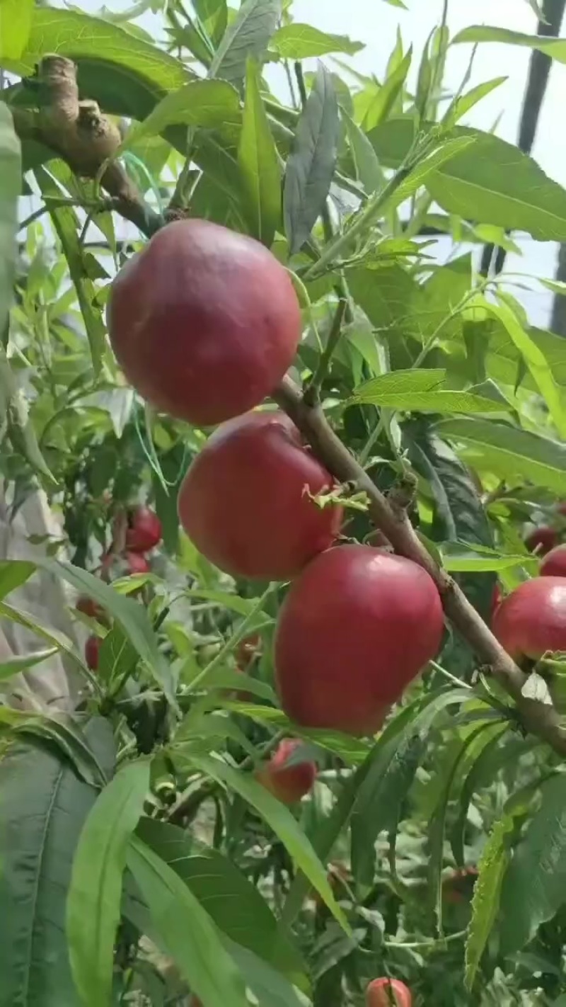 大棚油桃上市中