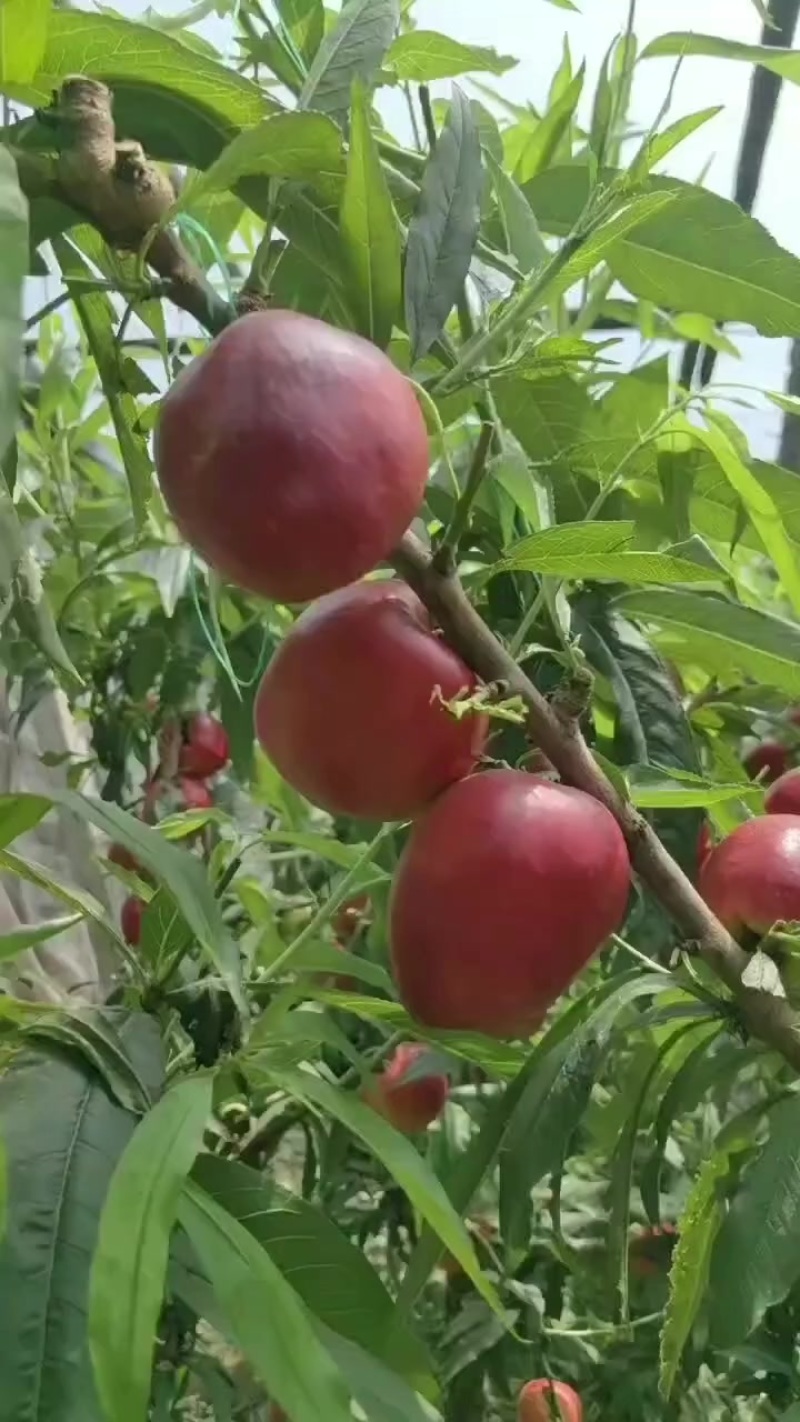 大棚油桃上市中