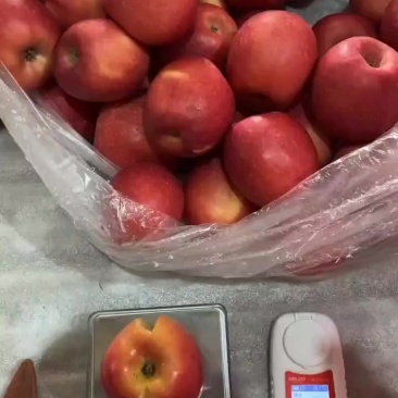 瑞香红商品果70#四十万供货中