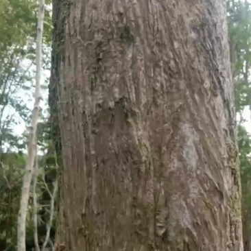 白木香沉香树
