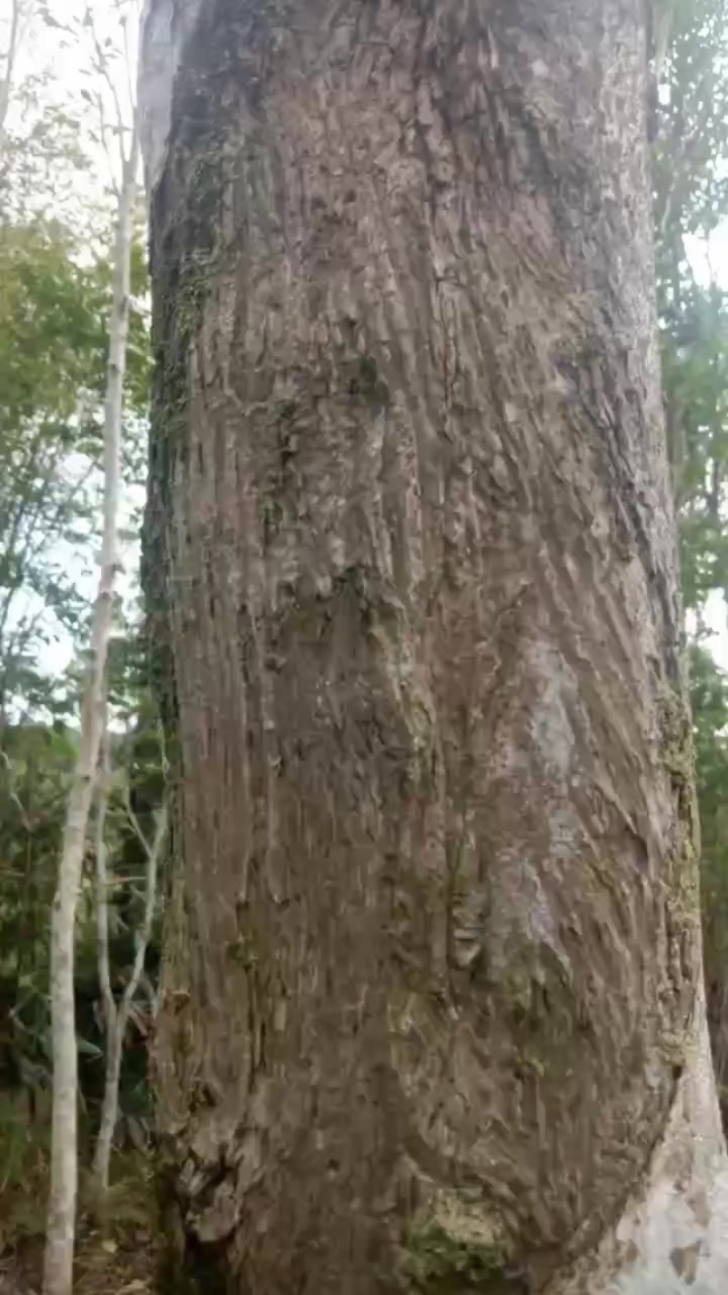 白木香沉香树