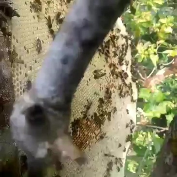 普洱西盟野生蜂蜜