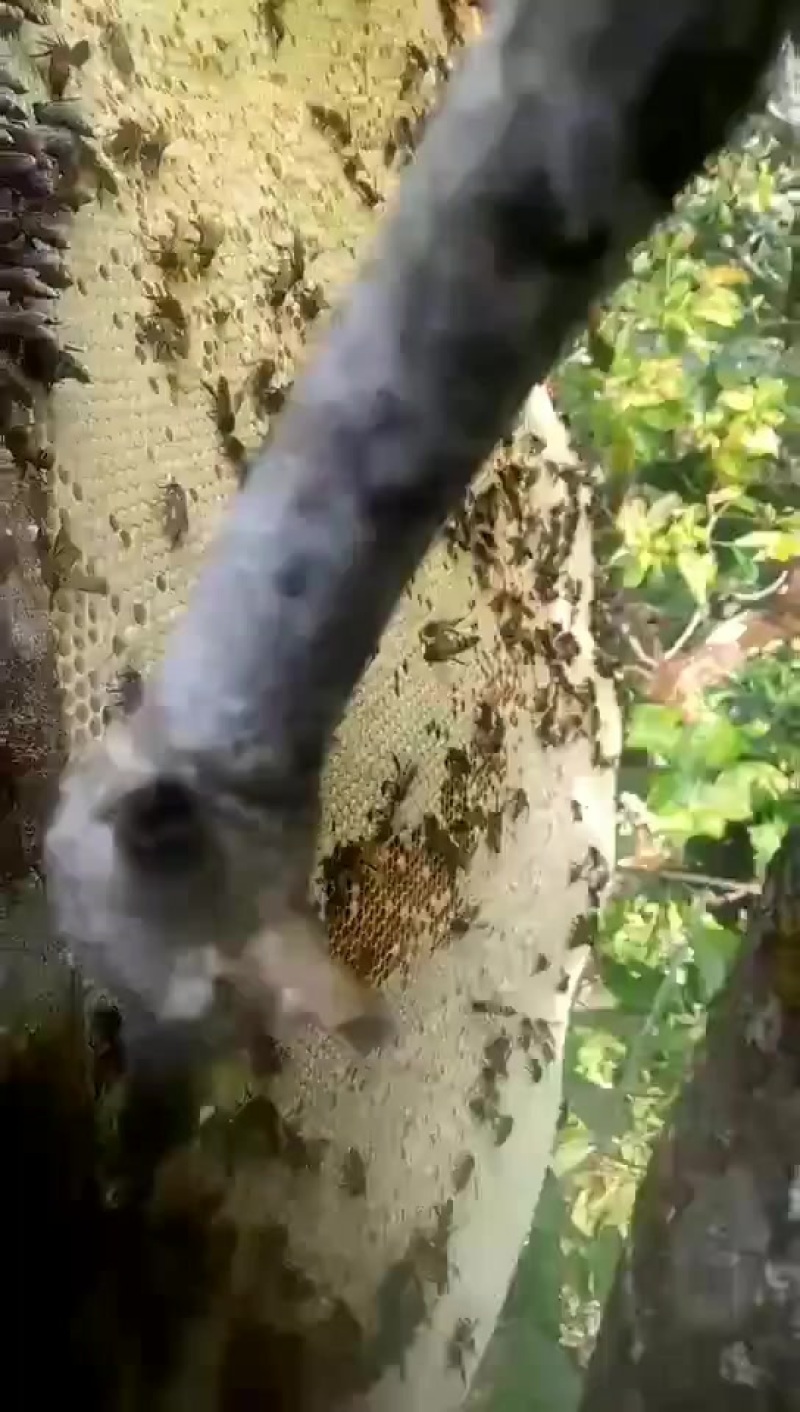普洱西盟野生蜂蜜