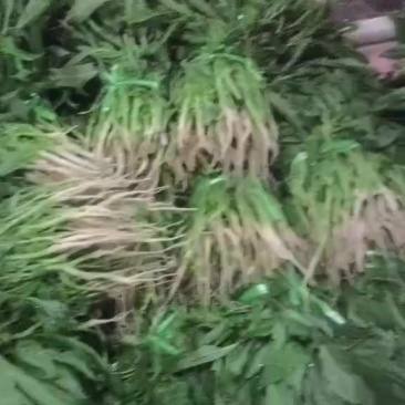 青苋菜长期有货