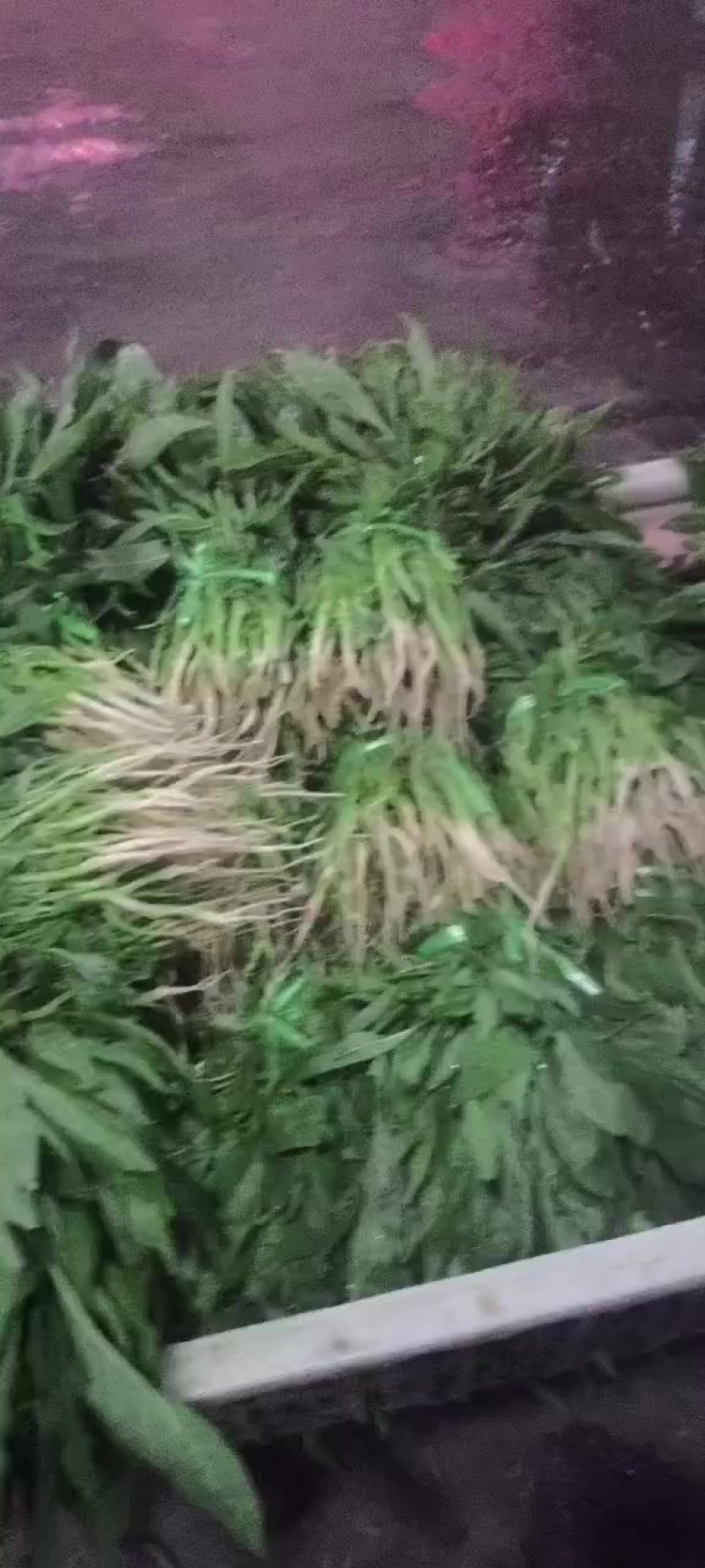 青苋菜长期有货