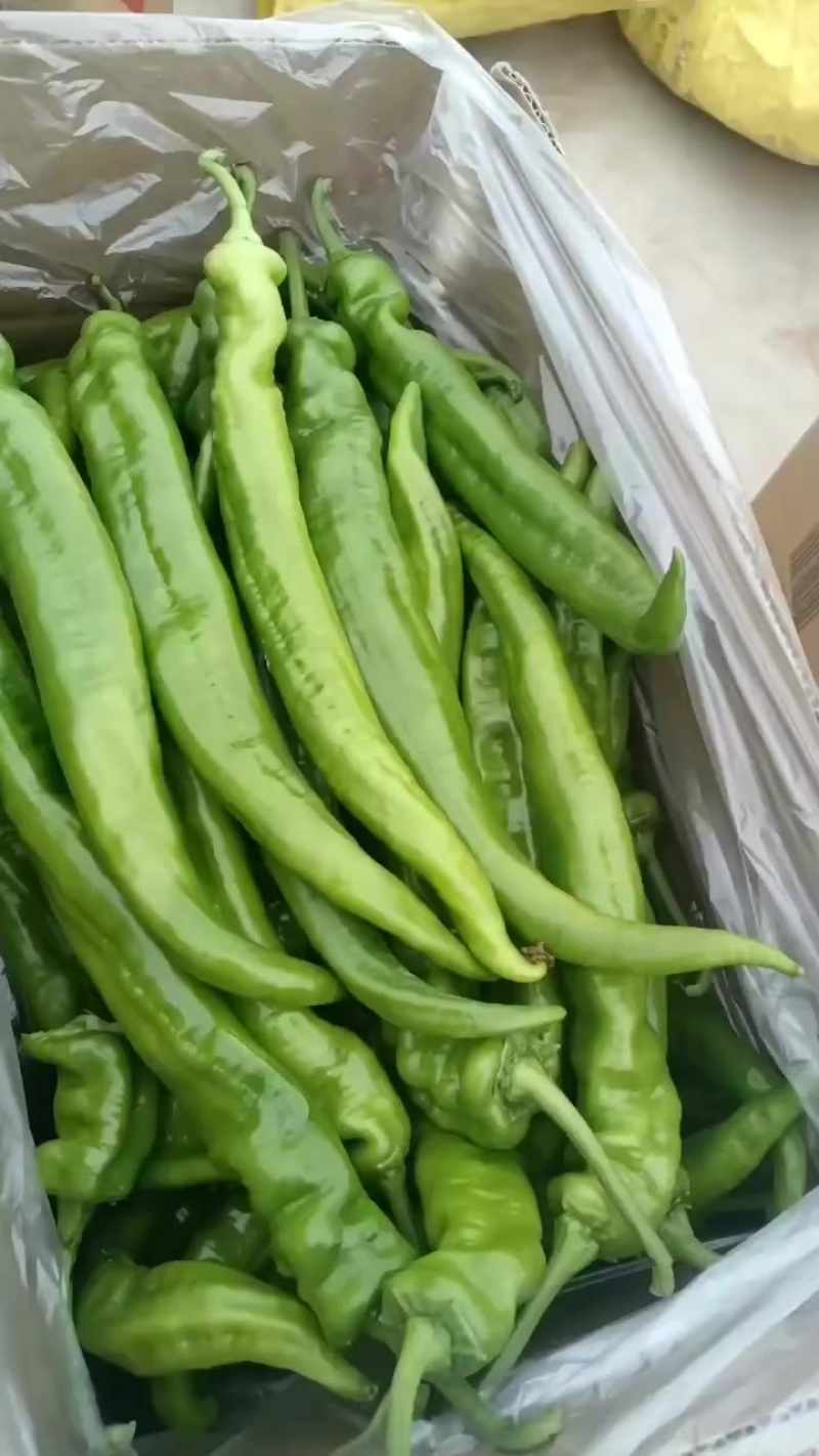 精品螺丝椒
